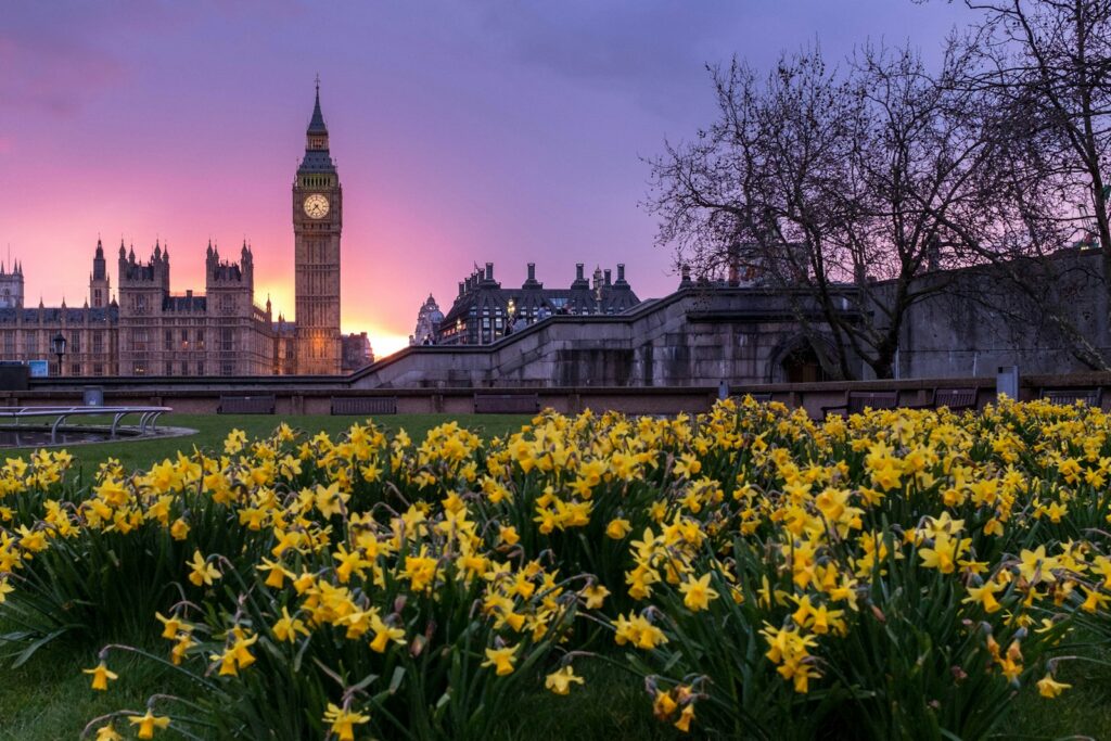 Palace of Westminster (aka 'Houses of Parliament') at sunrise, with daffodils in foreground