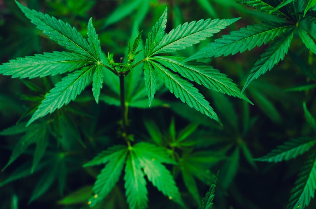 Cannabis for chronic illness: help or harm?