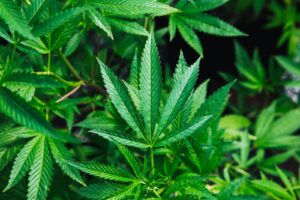 Cannabis medicines offer little relief for chronic nerve pain